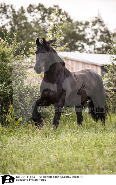 galoppierender Friese / galloping Frisian horse / AP-11642