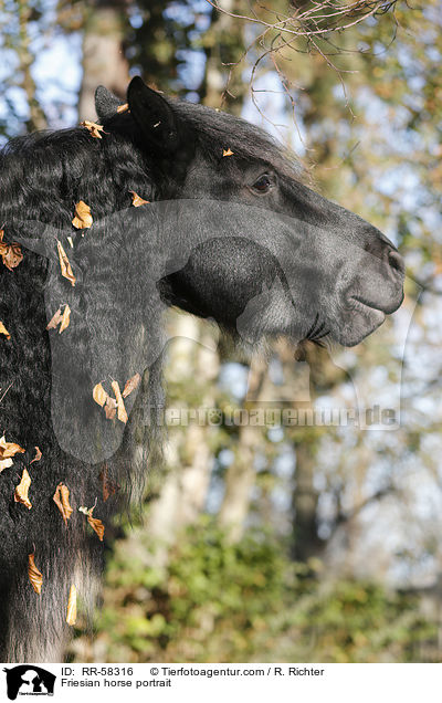 Friese Portrait / Friesian horse portrait / RR-58316