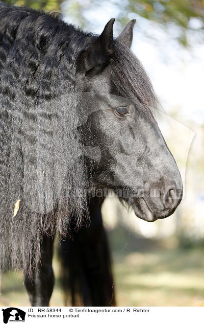 Friesian horse portrait / RR-58344