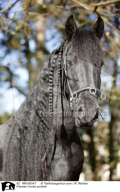 Friese Portrait / Friesian horse portrait / RR-58347