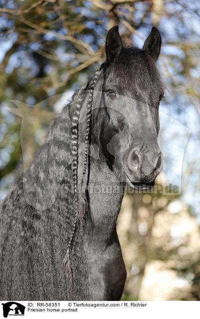 Friesian horse portrait / RR-58351