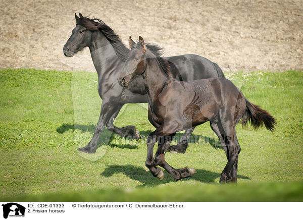 2 Friesen / 2 Frisian horses / CDE-01333