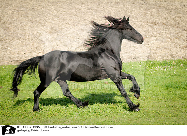 galoppierender Friese / galloping Frisian horse / CDE-01335