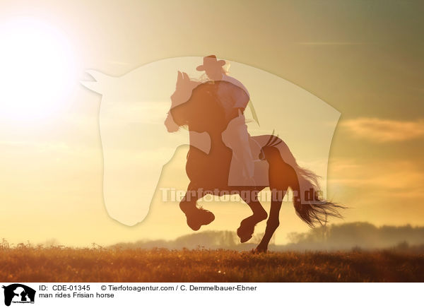 Mann reitet Friese / man rides Frisian horse / CDE-01345