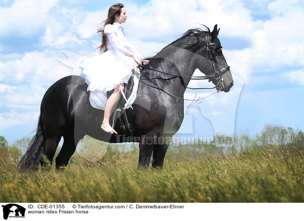 Frau reitet Friese / woman rides Frisian horse / CDE-01355