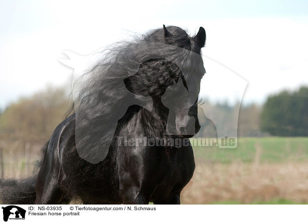 Friesian horse portrait / NS-03935