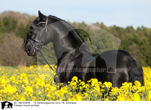 Friesian horse portrait / NS-03945