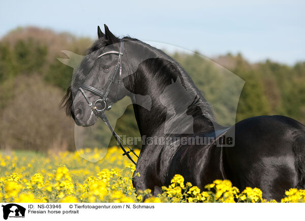 Friesian horse portrait / NS-03946