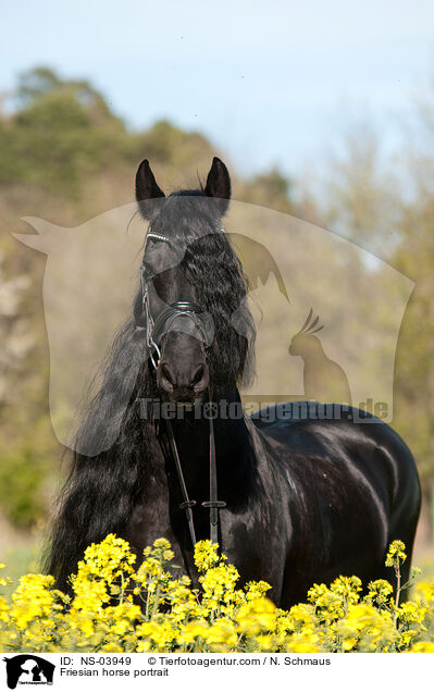 Friesian horse portrait / NS-03949