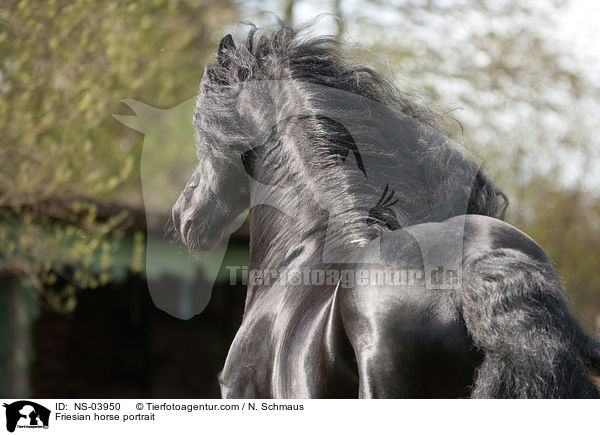 Friesian horse portrait / NS-03950