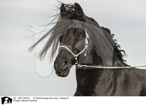 Friese Portrait / Frisian Horse Portrait / AP-12632
