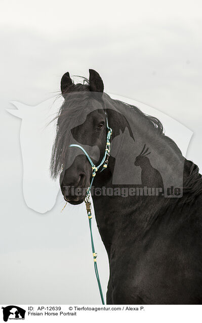 Frisian Horse Portrait / AP-12639