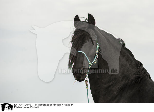 Frisian Horse Portrait / AP-12640