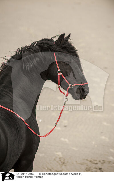 Frisian Horse Portrait / AP-12653