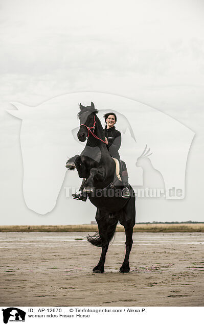 Frau reitet Friese / woman rides Frisian Horse / AP-12670