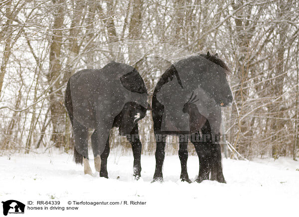 Pferde im Schneegestber / horses in driving snow / RR-64339