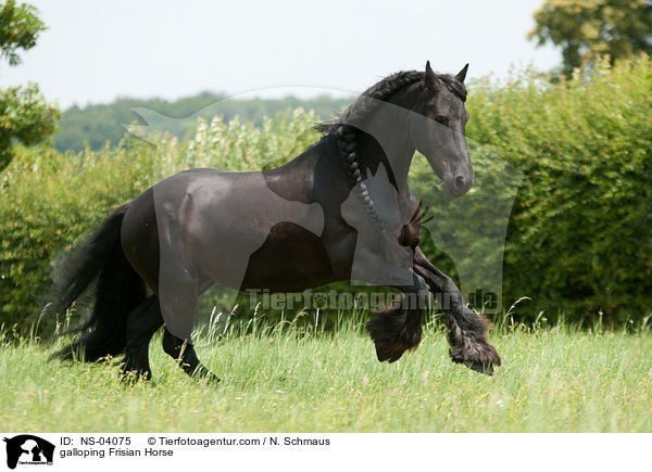 galoppierender Friese / galloping Frisian Horse / NS-04075