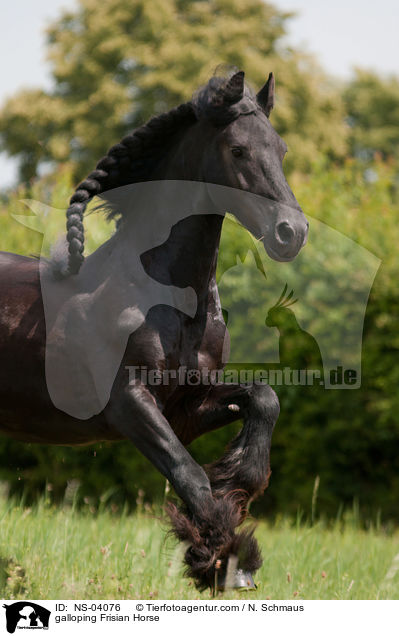 galoppierender Friese / galloping Frisian Horse / NS-04076