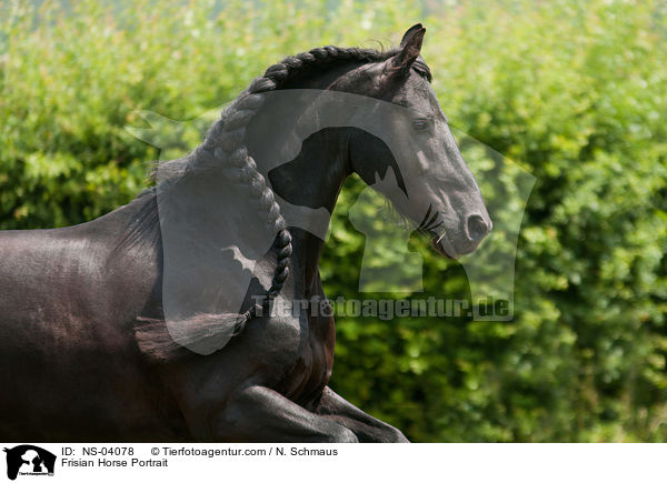 Friese Portrait / Frisian Horse Portrait / NS-04078