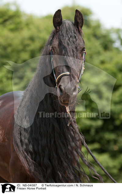 Friese Portrait / Frisian Horse Portrait / NS-04087