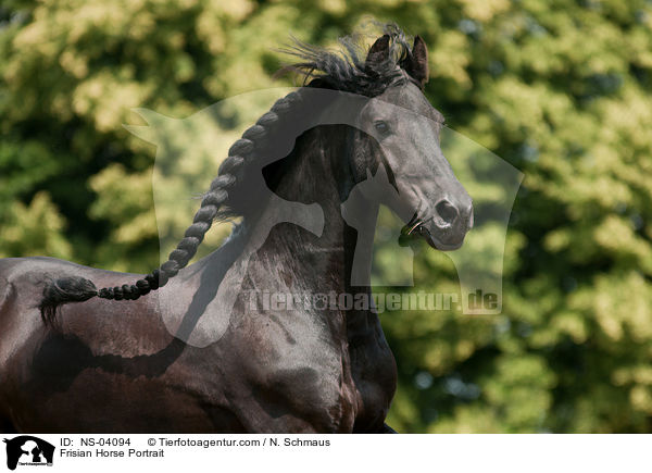 Friese Portrait / Frisian Horse Portrait / NS-04094