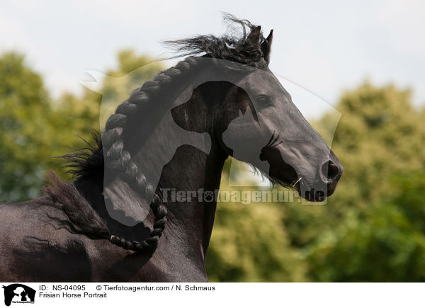 Friese Portrait / Frisian Horse Portrait / NS-04095