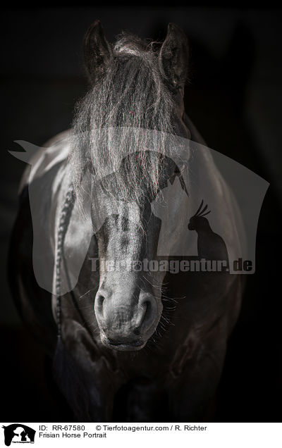 Friese Portrait / Frisian Horse Portrait / RR-67580