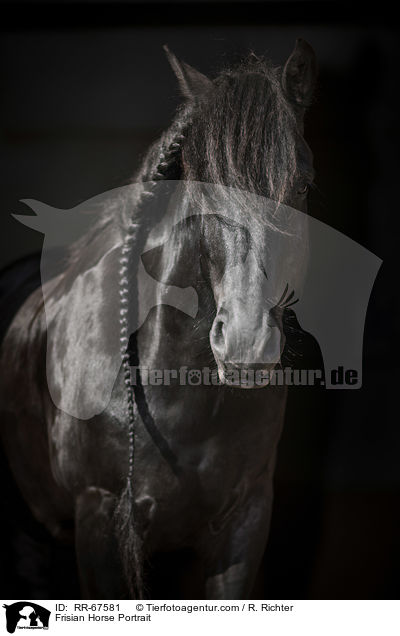 Friese Portrait / Frisian Horse Portrait / RR-67581