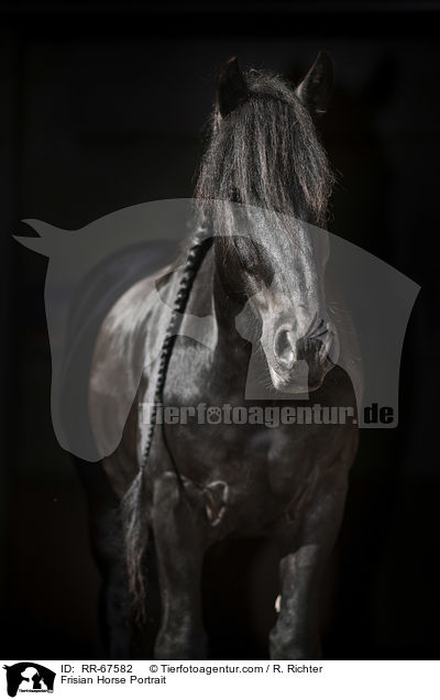 Friese Portrait / Frisian Horse Portrait / RR-67582
