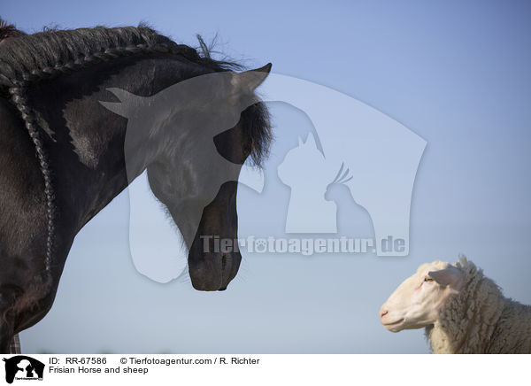 Friese und Schaf / Frisian Horse and sheep / RR-67586