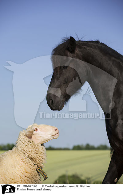 Friese und Schaf / Frisian Horse and sheep / RR-67590