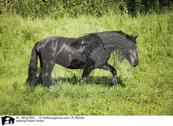 walking Frisian Horse / RR-67602