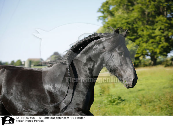 Friese Portrait / Frisian Horse Portrait / RR-67605