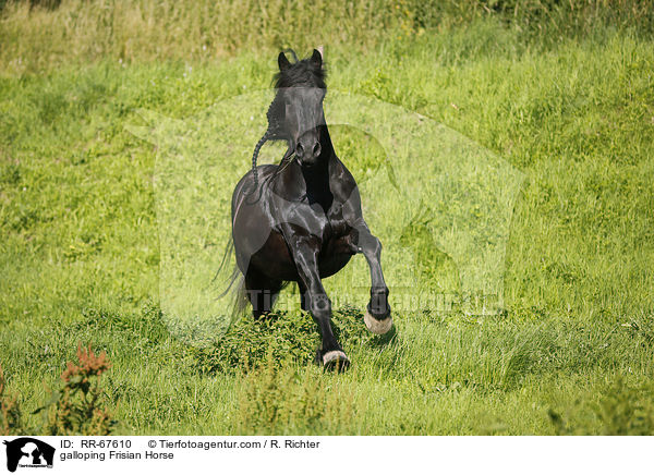 galoppierender Friese / galloping Frisian Horse / RR-67610