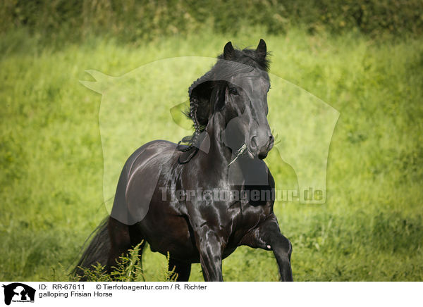 galoppierender Friese / galloping Frisian Horse / RR-67611