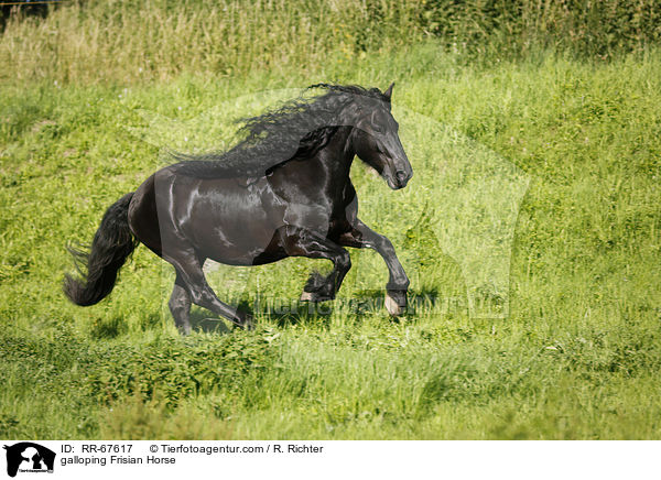 galloping Frisian Horse / RR-67617