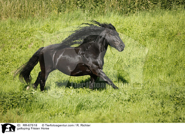 galoppierender Friese / galloping Frisian Horse / RR-67618