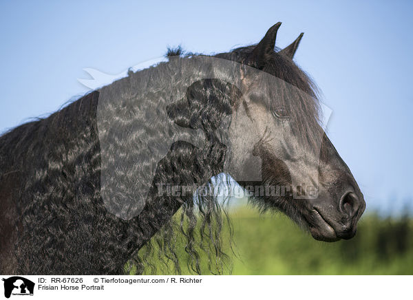 Frisian Horse Portrait / RR-67626