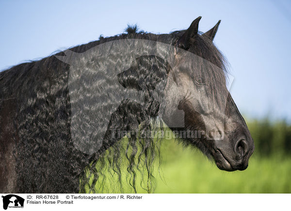 Frisian Horse Portrait / RR-67628