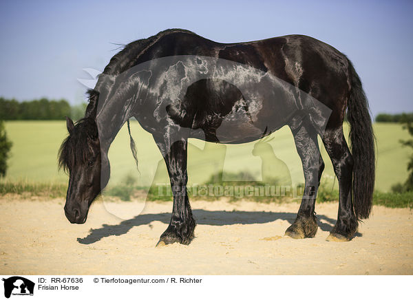 Frisian Horse / RR-67636