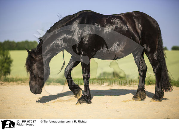 Frisian Horse / RR-67637