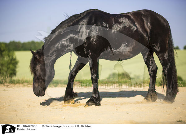 Frisian Horse / RR-67638