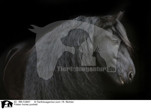 Friese Portrait / Frisian horse portrait / RR-72867