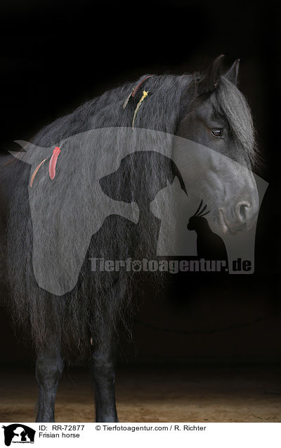 Frisian horse / RR-72877