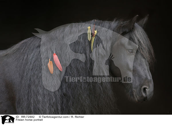 Frisian horse portrait / RR-72882