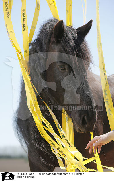 Friese Portrait / Frisian Portrait / RR-83585