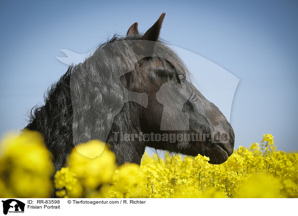 Frisian Portrait / RR-83598