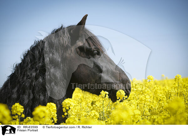 Frisian Portrait / RR-83599