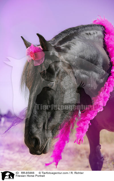 Friesian Horse Portrait / RR-85866