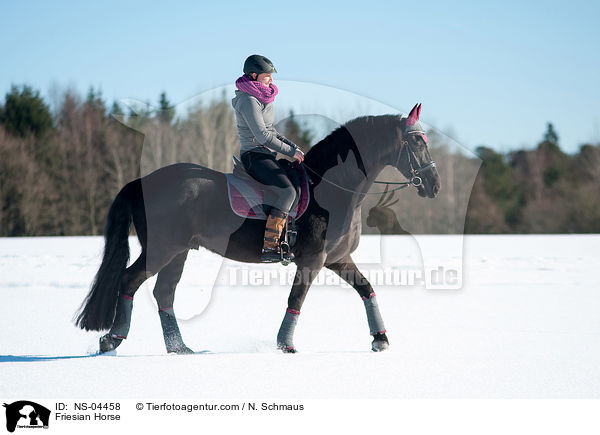 Friese / Friesian Horse / NS-04458